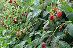 Raspberry plant